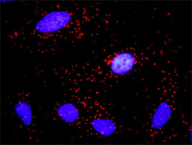 Anti-CCNE1 antibody produced in rabbit