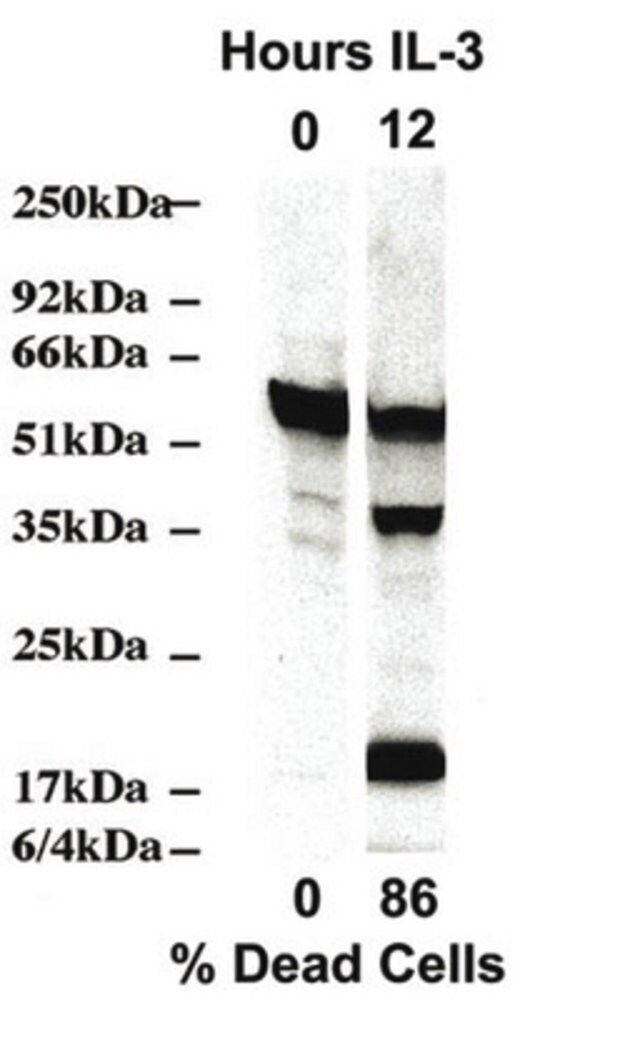 Anti-Caspase 2 Antibody, clone 10C6