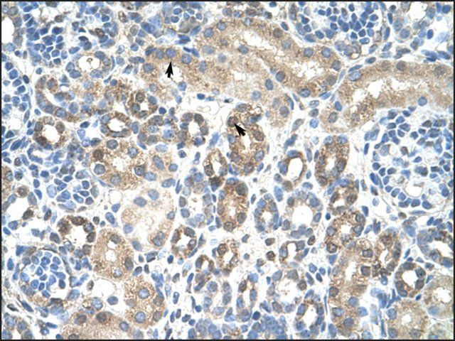 Anti-CAV1 antibody produced in rabbit