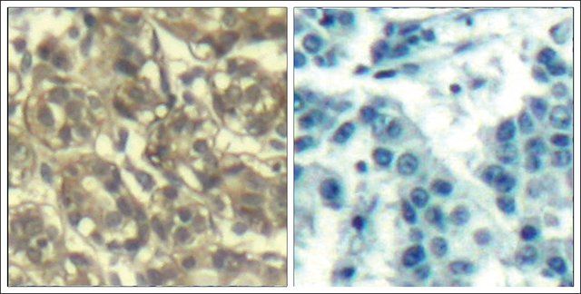 Anti-CCNB1 (Ab-147) antibody produced in rabbit