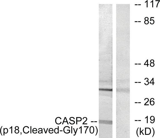 Anti-CASP2 (p18, Cleaved-Gly<sup>170</sup>) antibody produced in rabbit