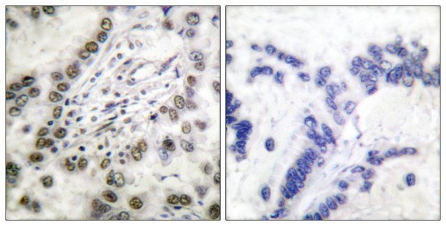 Anti-CBP antibody produced in rabbit