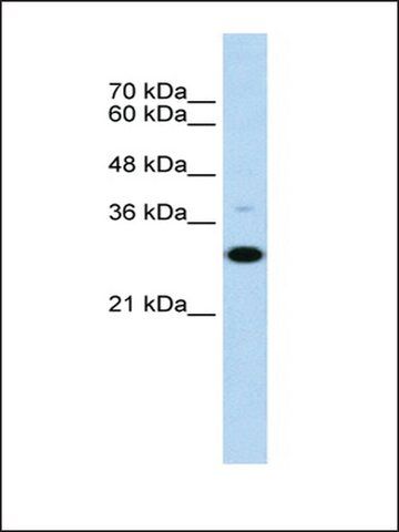 Anti-CD40 antibody produced in rabbit