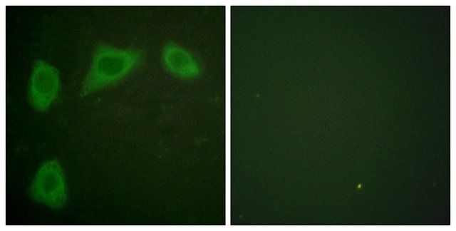 Anti-Caveolin-1 antibody produced in rabbit