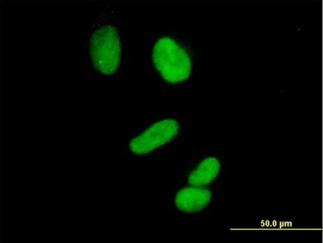 Anti-CCNH antibody produced in mouse