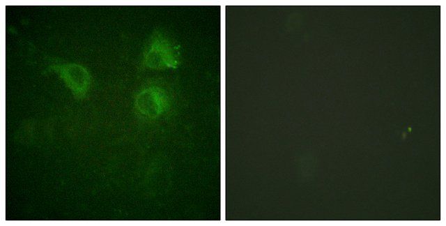 Anti-CDC25B antibody produced in rabbit