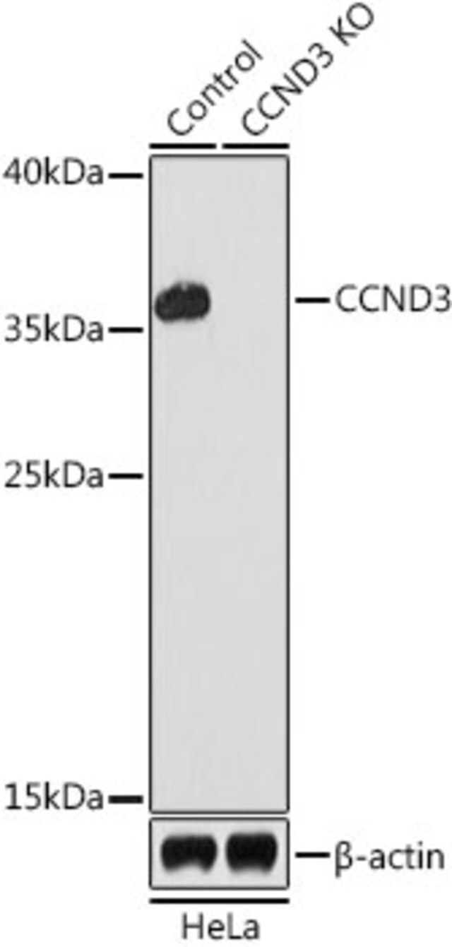 Anti-CCND3 antibody produced in rabbit