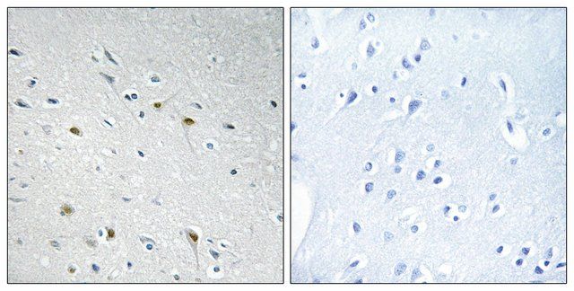 Anti-CDC25C antibody produced in rabbit