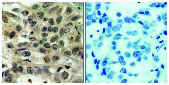 Anti-CDC25C antibody produced in rabbit