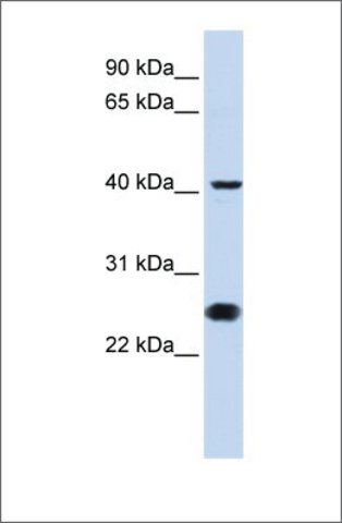 Anti-CDC25C antibody produced in rabbit