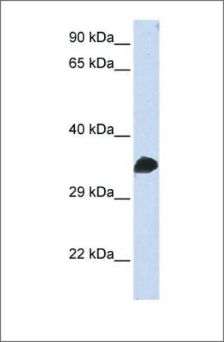 Anti-CDC2 (ab2) antibody produced in rabbit