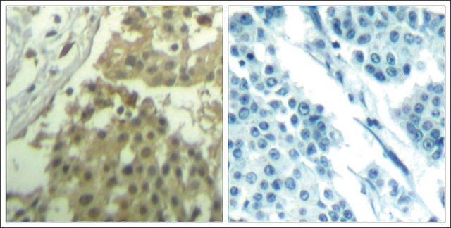 Anti-CDC2 (Ab-19) antibody produced in rabbit