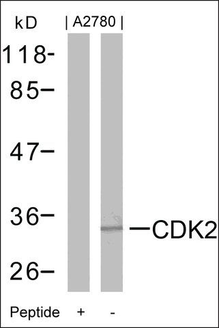 Anti-CDK2 (Ab-160) antibody produced in rabbit