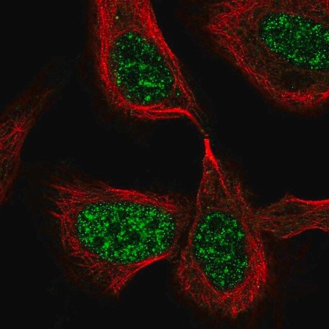 Anti-CDC25C antibody produced in rabbit