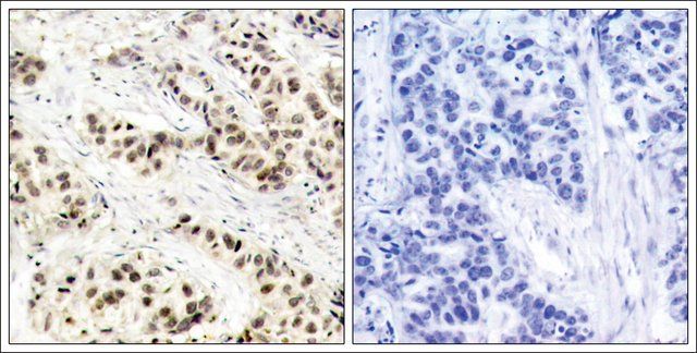 Anti-CDC2 (Ab-15) antibody produced in rabbit