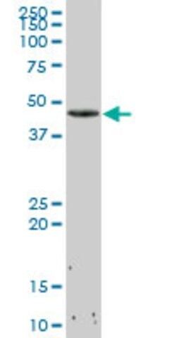 Anti-CDK4 antibody produced in mouse