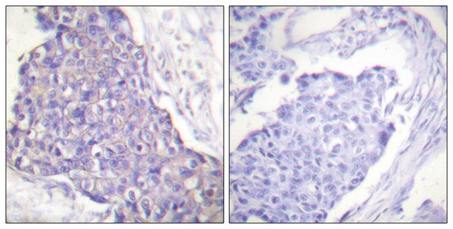 Anti-CD40 antibody produced in rabbit