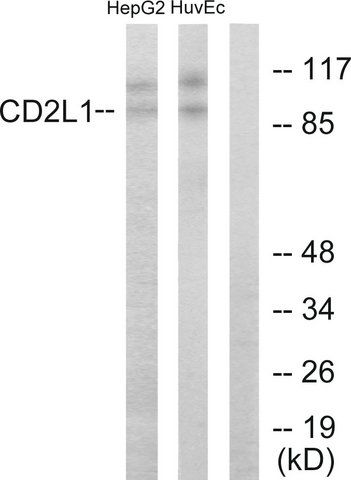 Anti-CDC2L1 antibody produced in rabbit