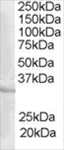 Anti-CREM antibody produced in goat