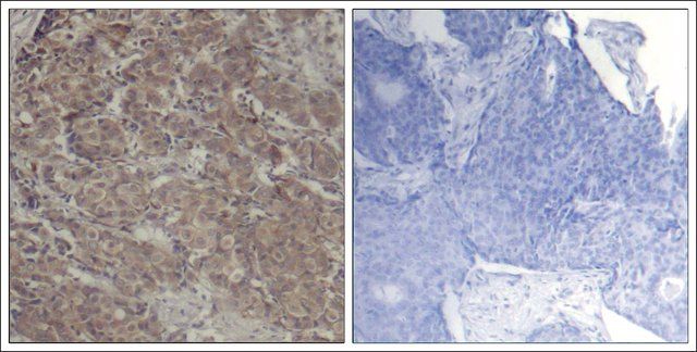 Anti-CREB1 (Ab-142) antibody produced in rabbit