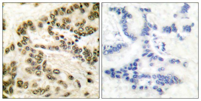 Anti-CREB antibody produced in rabbit