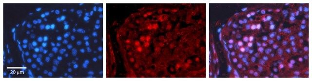 Anti-CREB1 antibody produced in rabbit