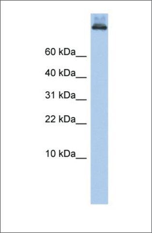 Anti-COPA antibody produced in rabbit