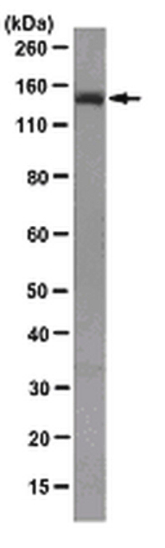 Anti-APC Antibody, clone FE9