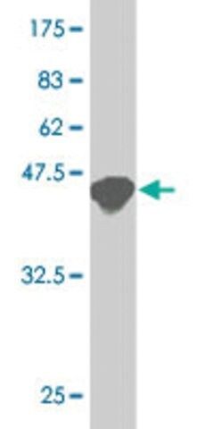 ANTI-ATF3 antibody produced in mouse