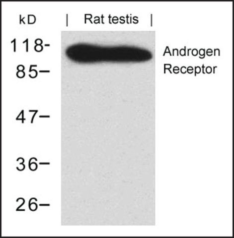 Anti-AR (Ab-650) antibody produced in rabbit