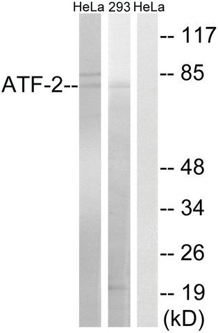 Anti-ATF2 antibody produced in rabbit