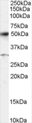 Anti-ATF2 antibody produced in goat