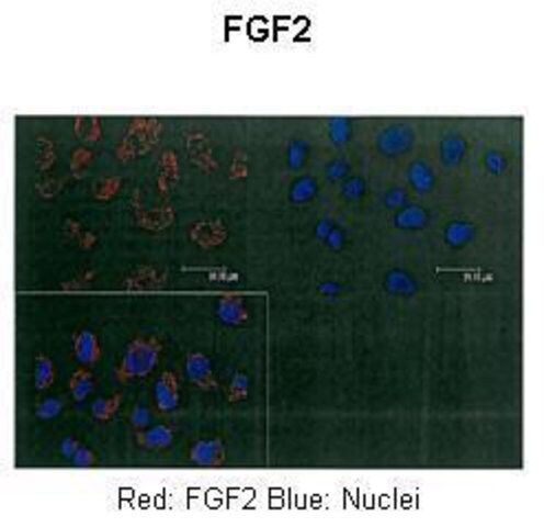 Anti-FGF2 antibody produced in rabbit