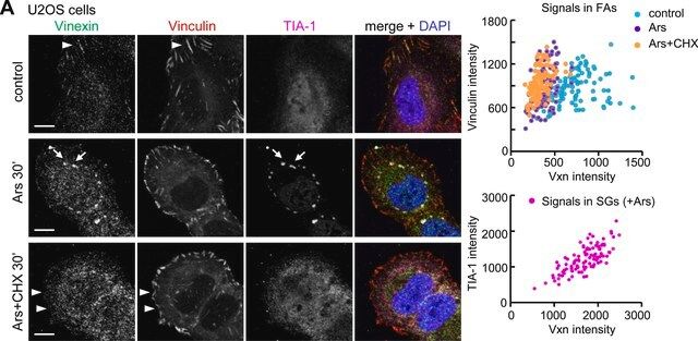 Anti-Vinculin antibody, Mouse monoclonal