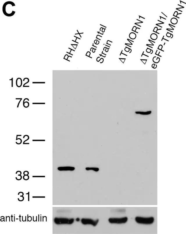 Anti--Tubulin antibody, Mouse monoclonal