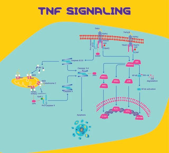 Tumor Necrosis Factor- from rat