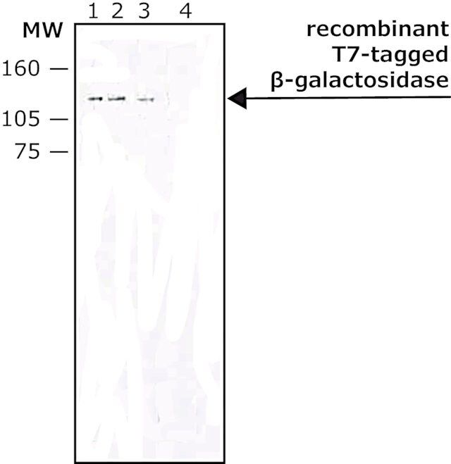 Monoclonal Anti-T7 tag antibody produced in mouse