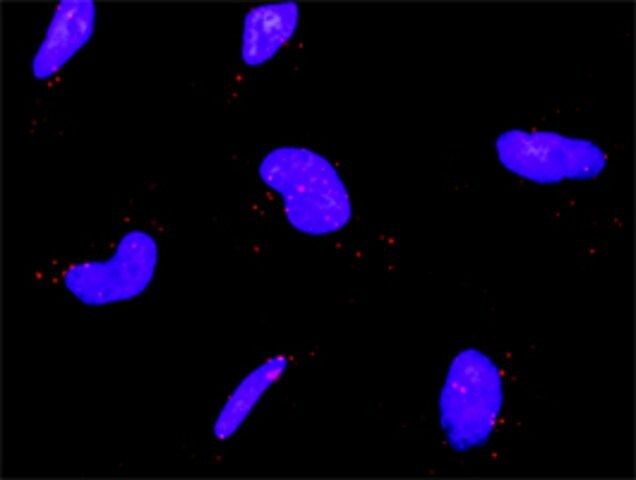 Monoclonal Anti-IKBKB antibody produced in mouse