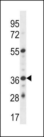 ANTI-GPER (C-TERM) antibody produced in rabbit