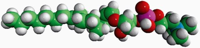 C16(Plasm) LPC