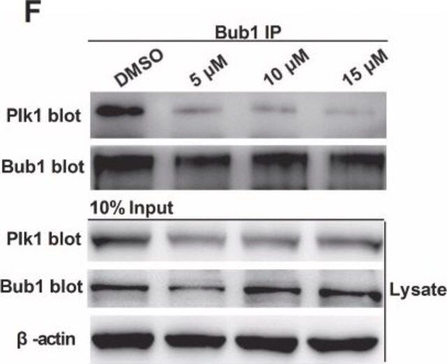 Monoclonal Anti-hPlk1 (Polo Like Kinase 1) antibody produced in mouse