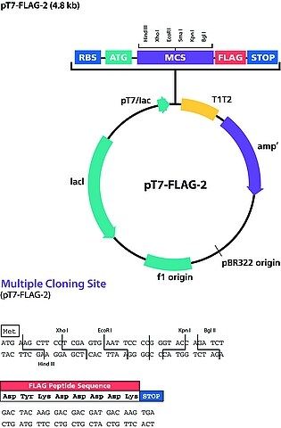 pT7-FLAG<sup>TM</sup>-2 Expression Vector