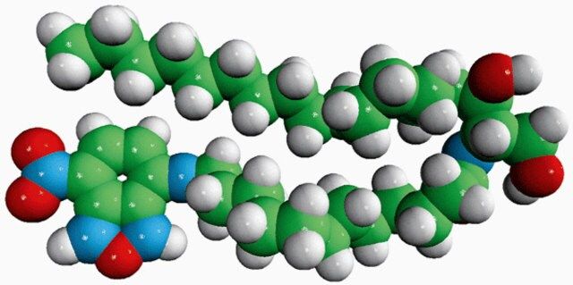 C12-NBD Sphinganine