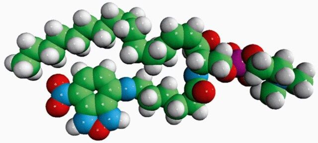 C6-NBD Sphingomyelin