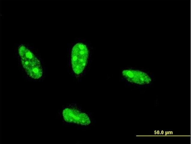 Monoclonal Anti-NHLH2 antibody produced in mouse