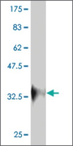 Monoclonal Anti-C17orf27 antibody produced in mouse