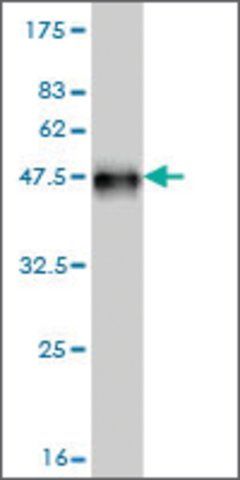 Monoclonal Anti-NEK5 antibody produced in mouse