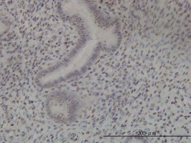 Monoclonal Anti-NEK11 antibody produced in mouse