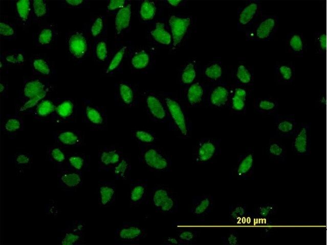 Monoclonal Anti-NFX1 antibody produced in mouse