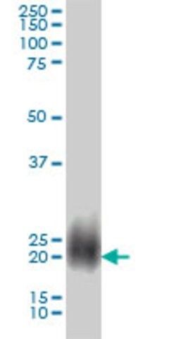 Monoclonal Anti-NBL1 antibody produced in mouse